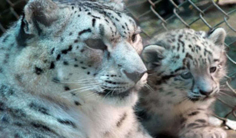 Indias first snow leopard conservation center in Uttarkashi uttarakhand